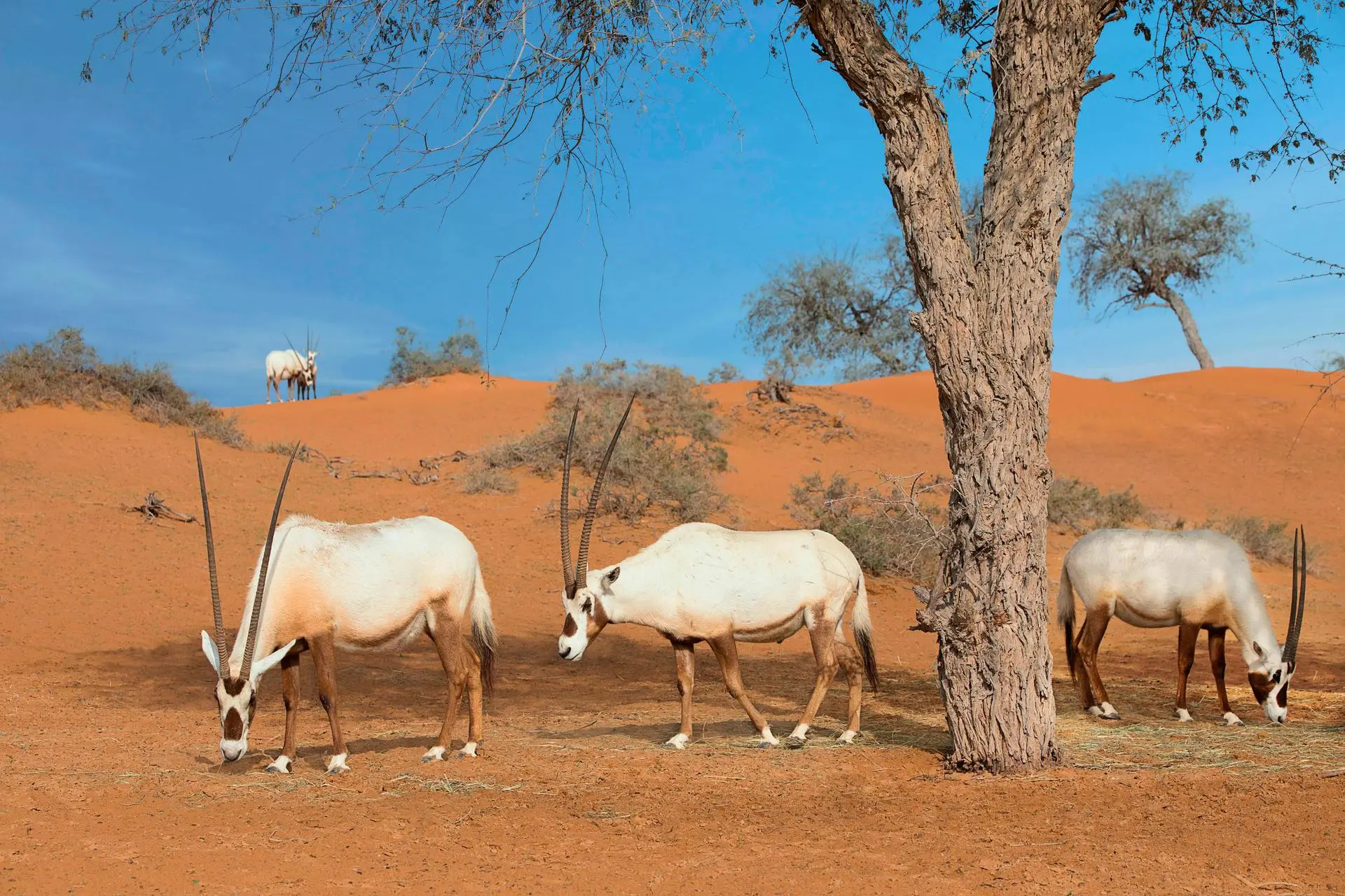 Al Wadi Nature Reserve 2