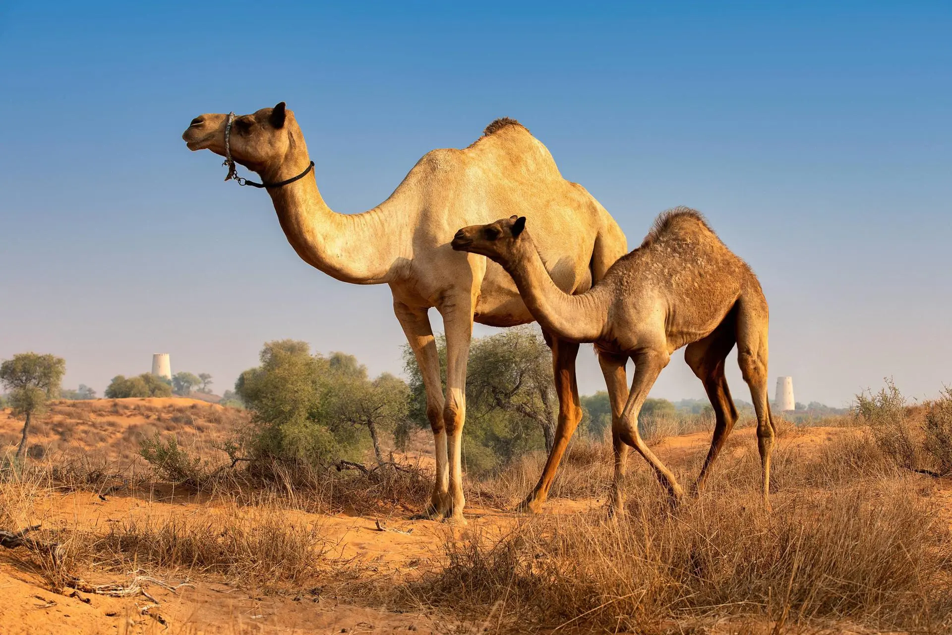 Al Wadi Nature Reserve 5