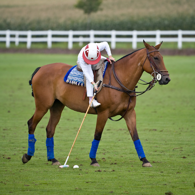 Learn to play Horse Polo_ VIP TRIPS FOR KIDS