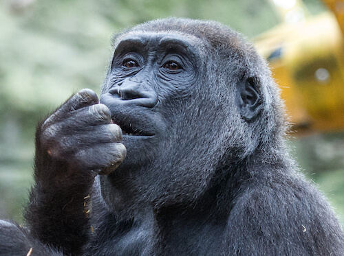 A gorilla at Chessington world of adventures zoo