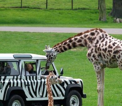 VIP Safari Experience - UK_ VIP Trips For Kids
