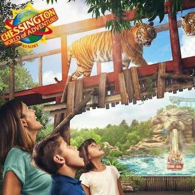 Family looking at a tiger exhibit at the zoo inside Chessington World of Adventures theme park resort.