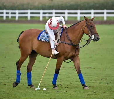 A young child wearing white riding gear and a helmet on a brown polo pony holding a mallet on the grass at a prestigious London Polo Club.