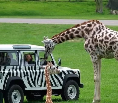 Two giraffes leaning down to look inside a black and white zebra-striped open-top safari vehicle on a green field.